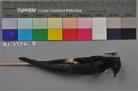 藏品(小雨燕)的圖片